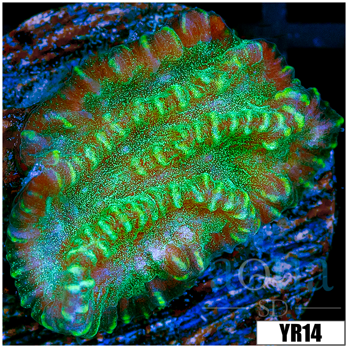 Corals - LPS - Other LPS - Page 1 - Aqua SD